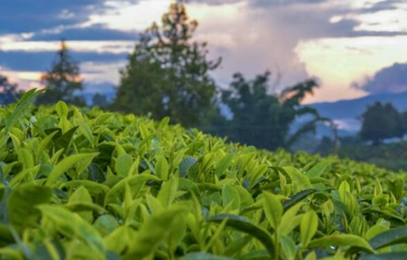 福建十大名茶是指哪十大？