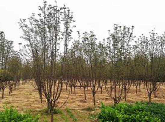 湖南花木基地哪個(gè)苗圃基地的綠化苗木規(guī)?；揖G化苗木標(biāo)準(zhǔn)化！