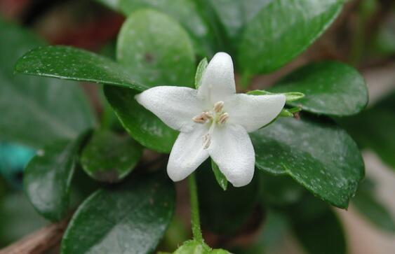 茶在植物學分類屬于什么科什么屬？