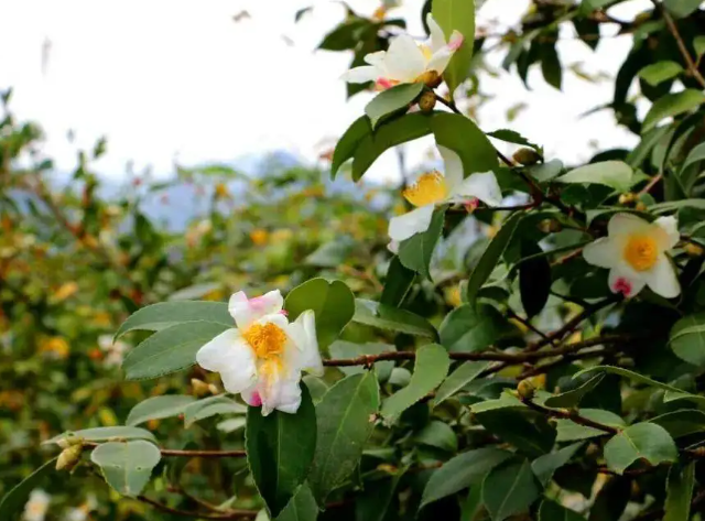 白花油茶種植前景？