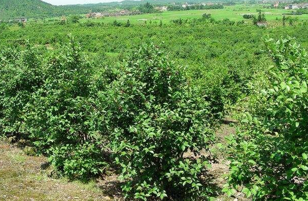 油茶樹種植技術(shù)及管理須知