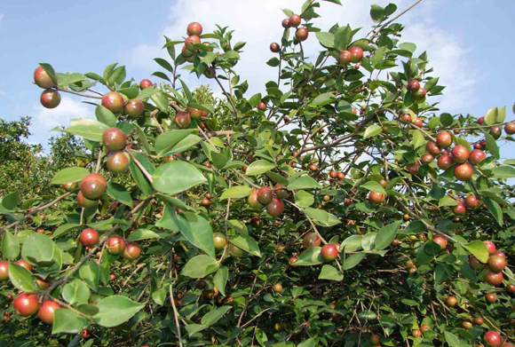 茶油樹的產(chǎn)量和種植管理