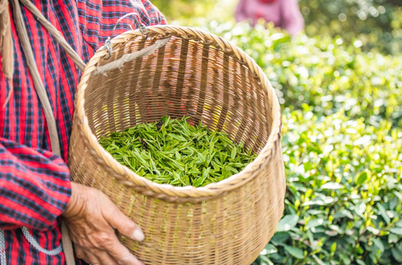 一畝茶園產(chǎn)多少斤茶葉(茶園每畝產(chǎn)多少斤)