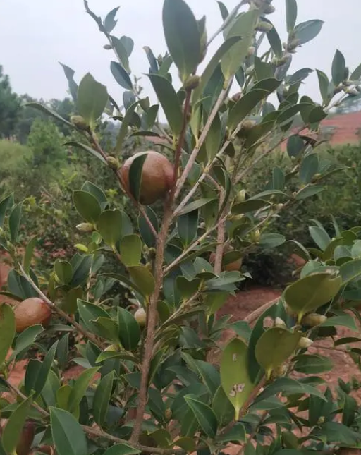 產(chǎn)茶油量高的茶樹品種