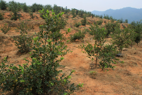 茶油樹(shù)的土壤要求