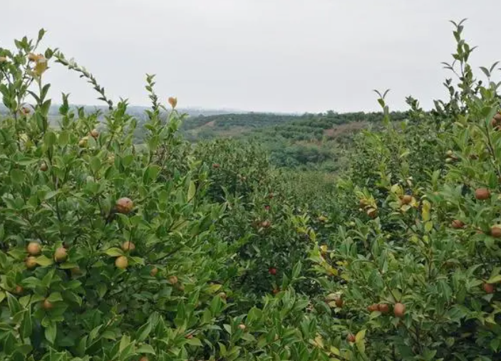 油茶渾身是寶，為什么種植油茶的人少之又少？