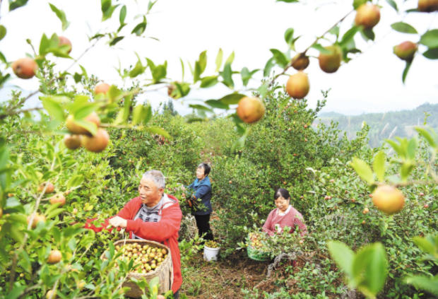 中國有一種“山茶油”，驚艷了全世界！