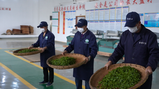 茶鋪茶場管理區(qū)：春茶采摘忙